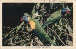 Pair of Rainbow Lorikeets Postcard