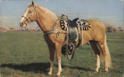 GOLDEN PALOMINO Horse with Ornate Saddle Postcard