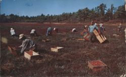 Cranberry Picking Time, Cape Cod, Mass. Postcard