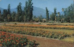 Flower Beds, Los Angeles County Arboretum, Sierra Madres Postcard