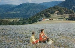 Carmel Valley Wildflowers, Women & Collie Dog Postcard