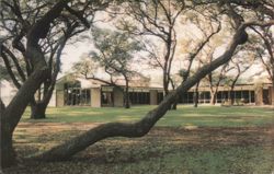 Live Oak Trees Postcard