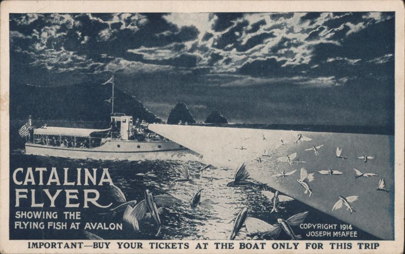 Catalina Flyer Showing Flying Fish at Avalon, Catalina Island California
