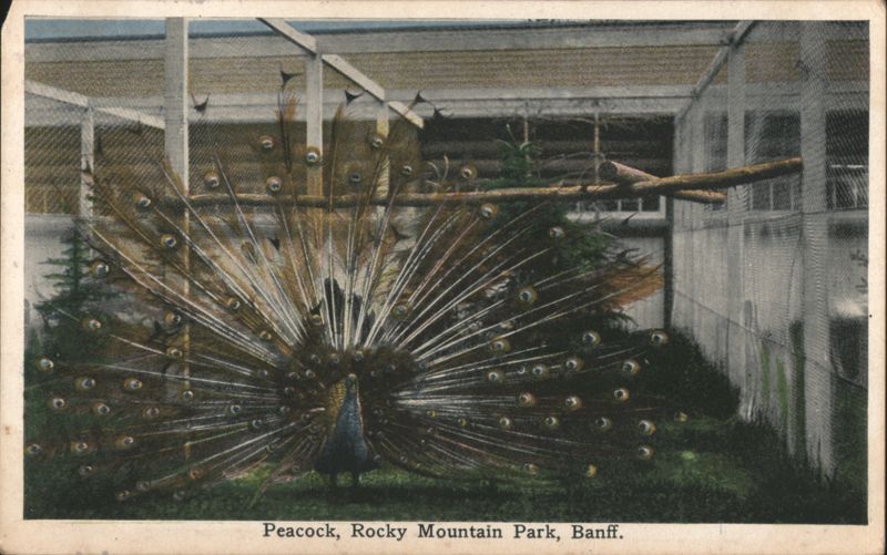 Peacock, Rocky Mountain Park, Banff AB Canada Alberta