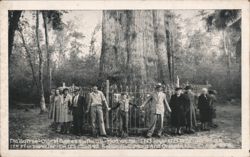 The "Big Tree" oldest cypress in the US Postcard