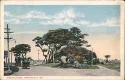 The Willows, York Beach Postcard