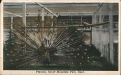 Peacock, Rocky Mountain Park, Banff Postcard