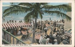 Under the Palm Trees, Miami Beach Postcard