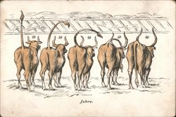 Cattle Age Progression, 20 to 60 Years ('Jahre') Postcard