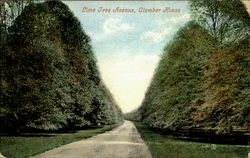 Lime Tree Avnue ,Clumber House. England Postcard Postcard