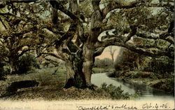 On the Stream,Queenivood Bower,New-Forest. Postcard