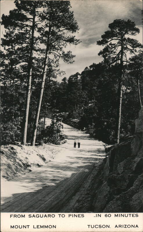 Mount Lemmon Road Through Pine Forest Tucson Arizona