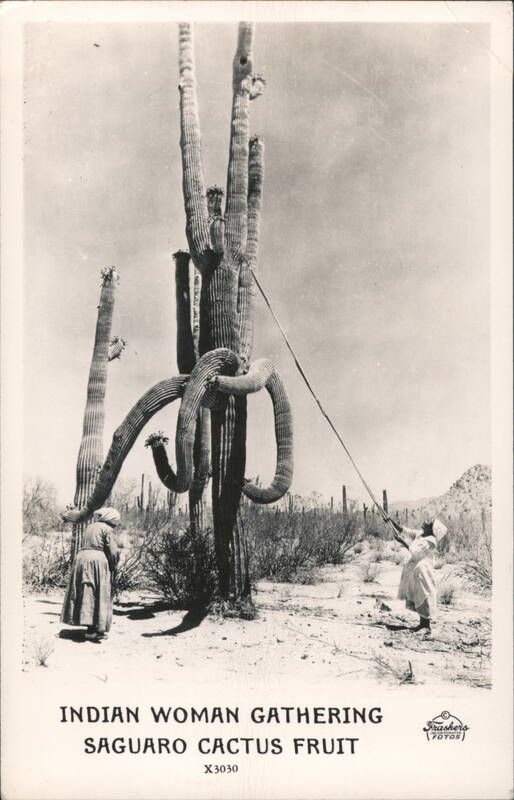 Indian Woman Gathering Saguaro Cactus Fruit Native Americana