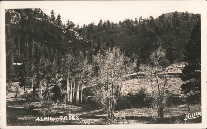 Aspin Trees Landscape with Forested Hillside