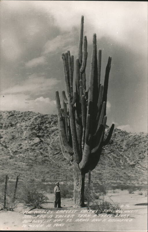 World's Largest Saguaro Cactus, 52 Arms, Man for Scale