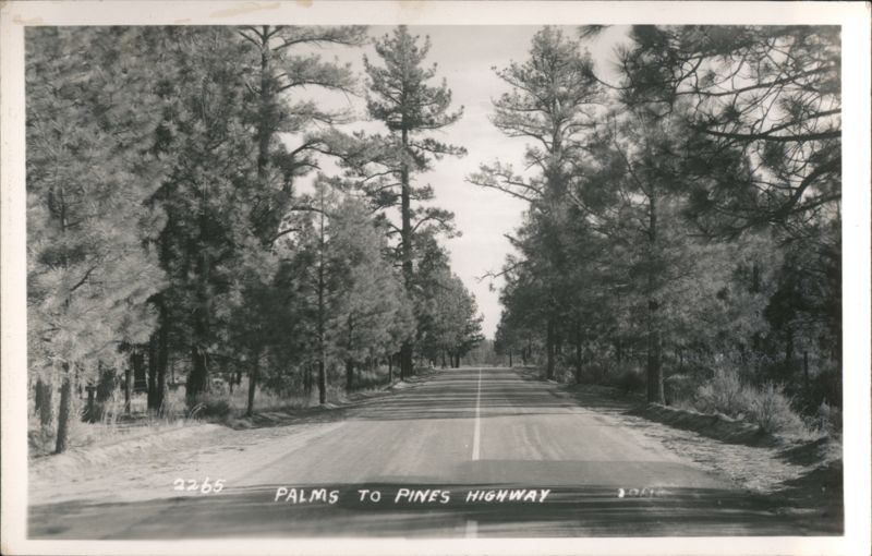 Palms to Pines Highway Scenic Drive Pine Forest Trees