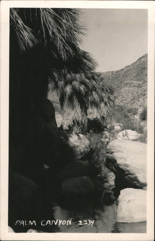 Palm Canyon Stream and Palm Trees 2234 Palm Springs California