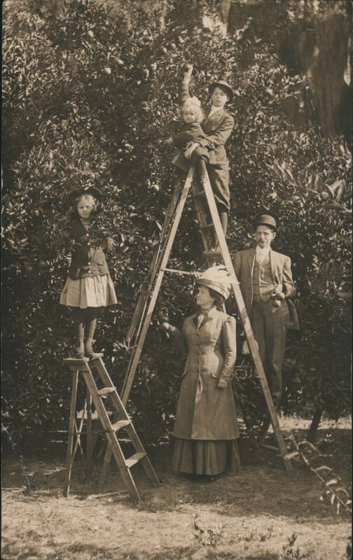 Family Group in Orange Grove, Boy Holding Baby on Ladder