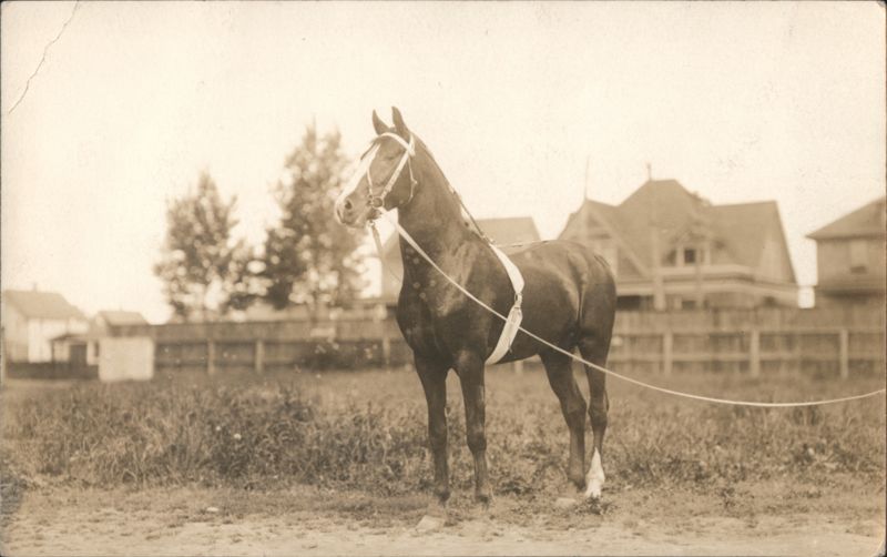 Dark Horse with White Blaze Wearing Training Tack Horses