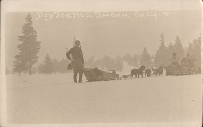 Dog Teams Sledding in Winter Snow, Truckee California