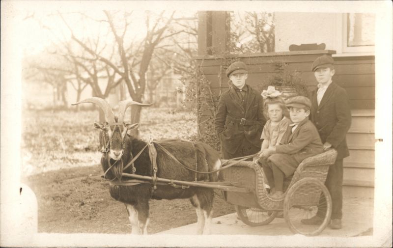 Goat Pulling Wicker Cart with Four Children Goats