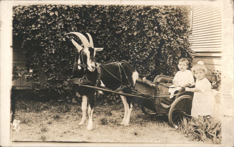 Harnessed Goat Pulling Wicker Cart with Two Children