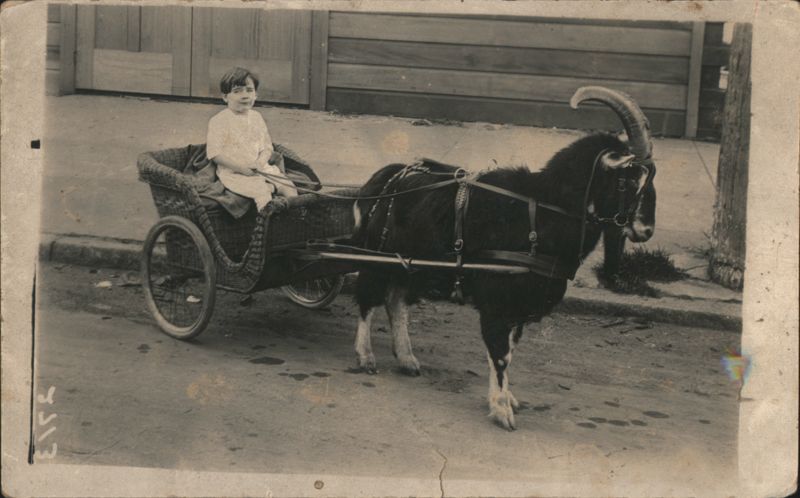 Baby Frank Age 4 in Goat-Drawn Wicker Cart, 1921 Goats