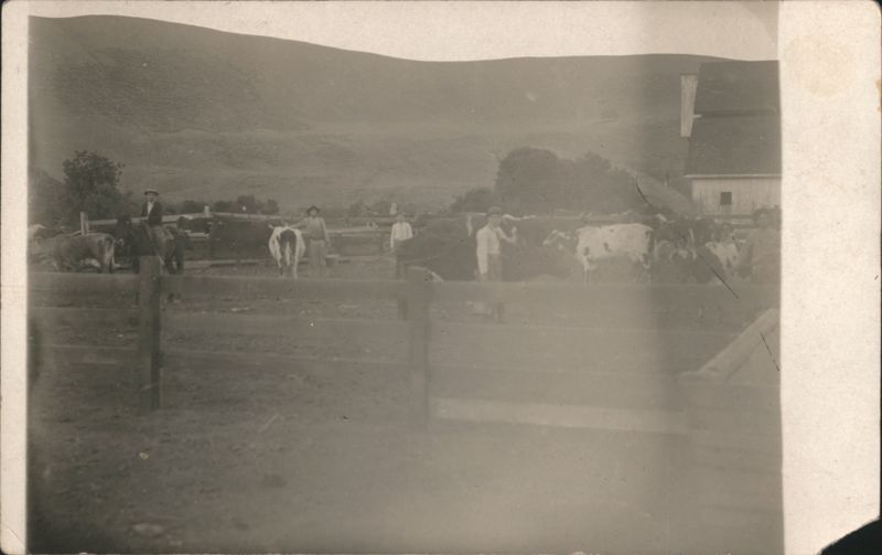 Libao Bros. Cattle Ranch, Tres Pinos - Paicines, California