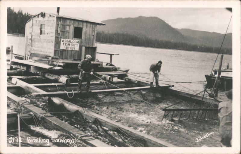 Brailing Salmon Fishing