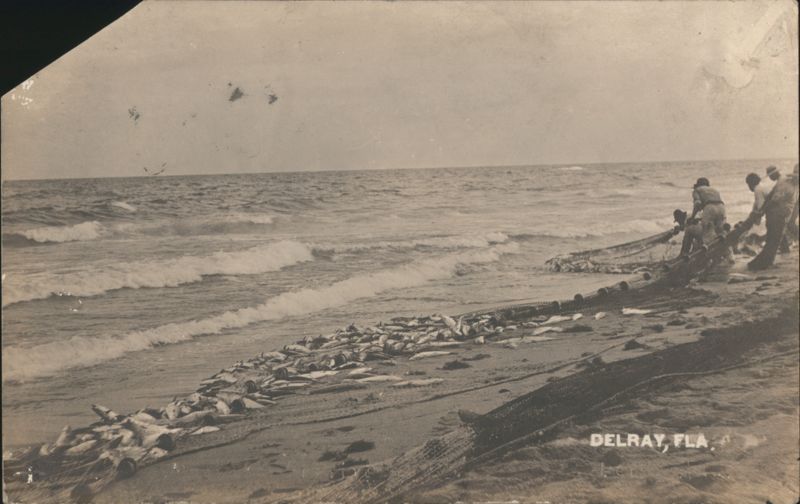 Fishermen Hauling Large Net Catch on Beach Delray Florida
