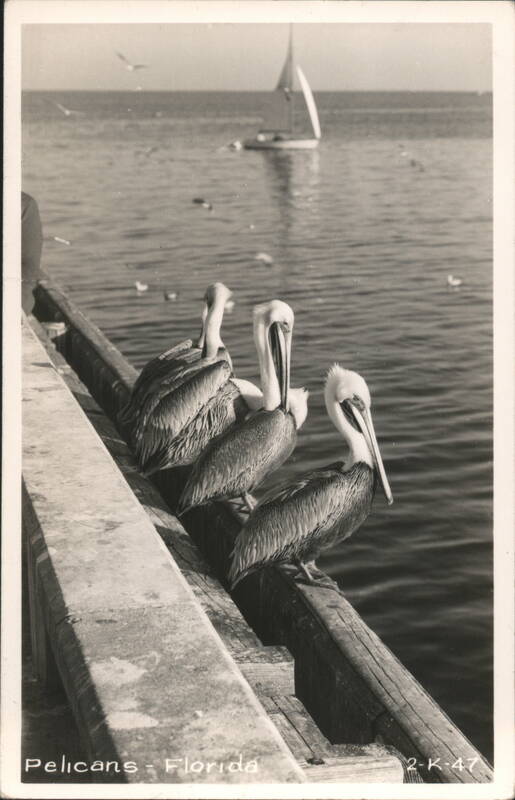Three Pelicans on Pier, Sailboat in Background Florida