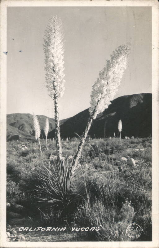 California Yuccas in Bloom Desert Landscape