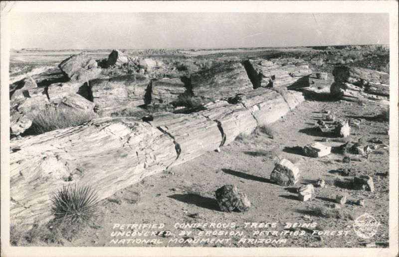 Petrified Coniferous Trees Uncovered By Erosion Petrified Forest National Monument Arizona