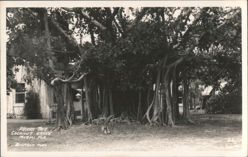 Banyan Tree Coconut Grove Miami Florida Simpson 26