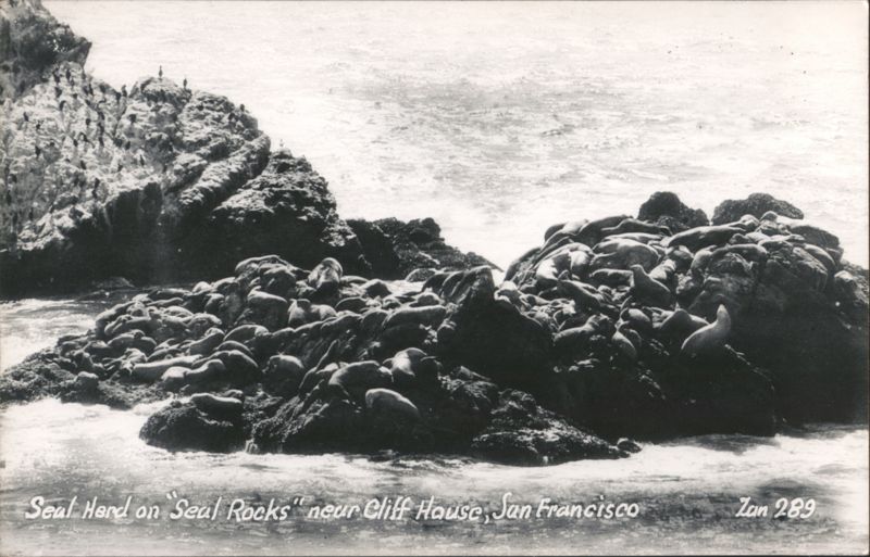 Seal Herd on Seal Rocks near Cliff House San Francisco California