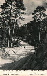 Mount Lemmon Road Through Pine Forest Postcard