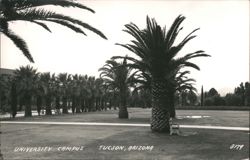 University Campus Palm Trees & Bench Tucson Arizona Postcard