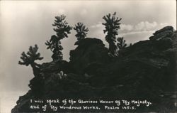 Cacti Silhouette on Rocks Psalm 145:5 Bible Verse Postcard