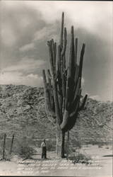 World's Largest Saguaro Cactus, 52 Arms, Man for Scale Postcard