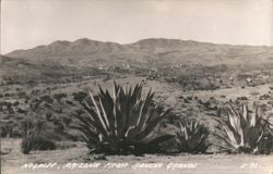 Nogales View from Rancho Grande with Agave Plants Postcard