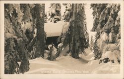 Winter Scene Stevens Pass Washington Snow Covered Trees Postcard