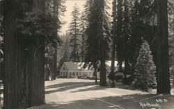 Hartsook Inn Lodge Among Giant Redwoods, Vintage Cars Postcard