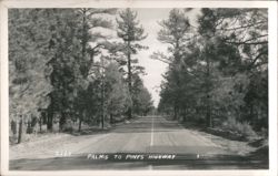 Palms to Pines Highway Scenic Drive Pine Forest Postcard