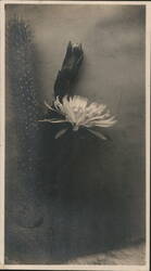 White Night Blooming Cactus Flower with Bud Postcard