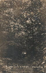 Lover's Lane Willenridge, Forest Path Postcard