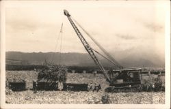 Loading Sugar Cane, Crane & Train Cars, Hawaiian Islands Postcard
