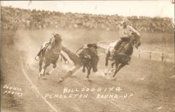 Bulldogging Steer Wrestling at Pendleton Round-Up Rodeo Postcard