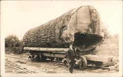 Giant Washington Douglas Fir Log, Marysville & Northern Ry Postcard