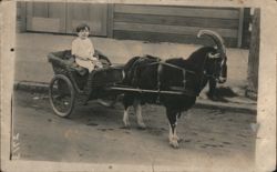 Baby Frank Age 4 in Goat-Drawn Wicker Cart, 1921 Postcard