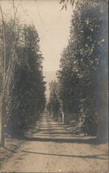 Tree-Lined Dirt Road Perspective with Distant Mountains Postcard